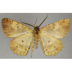 /filer/webapps/moths/media/images/M/mauritiaria_Darisodes_AM_ZSMb.jpg