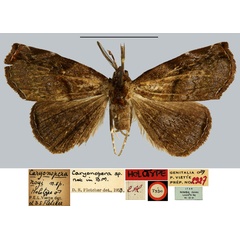 /filer/webapps/moths/media/images/R/royi_Caryonopera_HT_MNHN.jpg