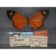 /filer/webapps/moths/media/images/T/tmetoleuca_Mesomima_HT_RMCA_01.jpg