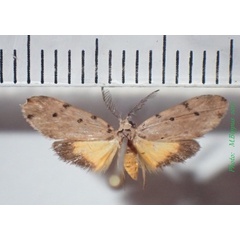 /filer/webapps/moths/media/images/C/cinerascens_Proxhyle_AM_Bippus.jpg