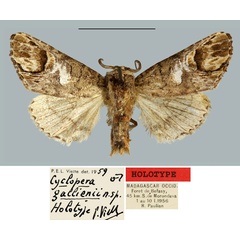 /filer/webapps/moths/media/images/G/gallienii_Cyclopera_HT_MNHN.jpg