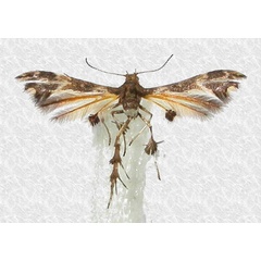 /filer/webapps/moths/media/images/S/selinda_Walsinghamiella_HT_TMSA.jpg