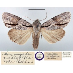 /filer/webapps/moths/media/images/M/mediovitta_Acronycta_LT_BMNH.jpg