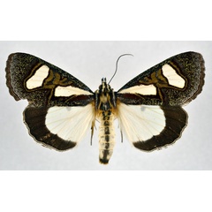 /filer/webapps/moths/media/images/T/trimenii_Agoma_AF_NHMO_02.jpg