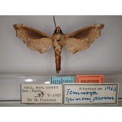 /filer/webapps/moths/media/images/P/parvus_Temnora_HT_RMCA_02.jpg