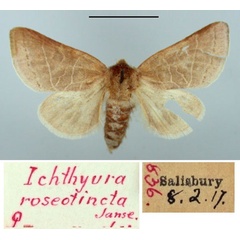 /filer/webapps/moths/media/images/R/roseotincta_Ichthyura_PT_TMSA.jpg