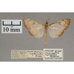 /filer/webapps/moths/media/images/R/rufilinealis_Chalcidoptera_ST_OUMNH.01.jpg