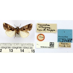 /filer/webapps/moths/media/images/V/vittigera_Mamestra_HT_BMNH.jpg