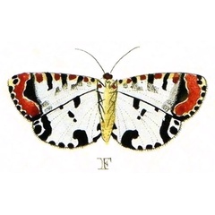 /filer/webapps/moths/media/images/L/lotrix_Utetheisa_Cramer2_109_F.jpg