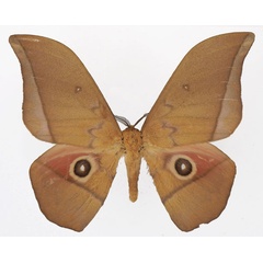 /filer/webapps/moths/media/images/A/acetes_Lobobunaea_AM_Basquina.jpg