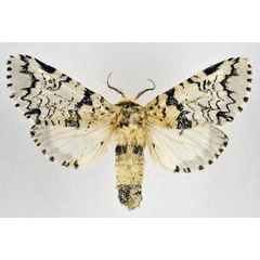 /filer/webapps/moths/media/images/B/bifasciata_Afrocerura_AF_NHMO.jpg