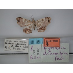 /filer/webapps/moths/media/images/D/dimorfica_Egnasia_AT_RMCA_01.jpg