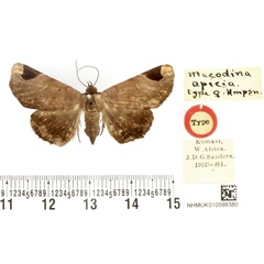 /filer/webapps/moths/media/images/A/apicia_Mecodina_HT_BMNH.jpg