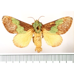 /filer/webapps/moths/media/images/C/chapmani_Parasa_AM_BMNH_02.jpg