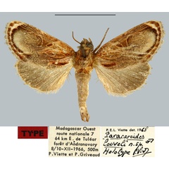 /filer/webapps/moths/media/images/L/louveli_Paracaroides_HT_MNHN.jpg
