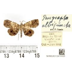 /filer/webapps/moths/media/images/A/albipuncta_Pangrapta_HT_BMNH.jpg