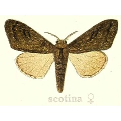 /filer/webapps/moths/media/images/S/scotina_Dasychira_STF_Hering_24e.jpg