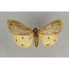 /filer/webapps/moths/media/images/P/pitmanni_Teracotona_HT_BMNH.jpg