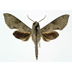 /filer/webapps/moths/media/images/L/livida_Temnora_AM_Basquin.jpg