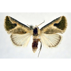 /filer/webapps/moths/media/images/A/admota_Eublemma_AM_NHMO.jpg