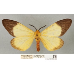/filer/webapps/moths/media/images/L/lambertoni_Coenostegia_LTM_BMNH.jpg