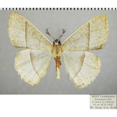 /filer/webapps/moths/media/images/B/bisecta_Ochroplutodes_AM_ZSMa.jpg