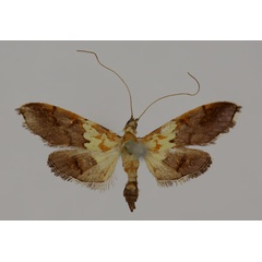 /filer/webapps/moths/media/images/C/citrina_Agrotera_A_BMNH.jpg