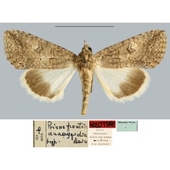 /filer/webapps/moths/media/images/A/anaerygidia_Prionofrontia_HT_MNHN.jpg