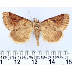 /filer/webapps/moths/media/images/R/remigiana_Cortyta_AF_BMNH.jpg
