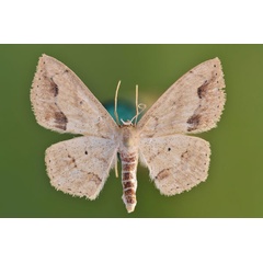 /filer/webapps/moths/media/images/N/natalica_Scopula_AF_Butler.jpg