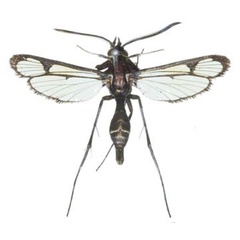 /filer/webapps/moths/media/images/R/rybalovi_Macrotarsipodes_HT_COGMa.jpg