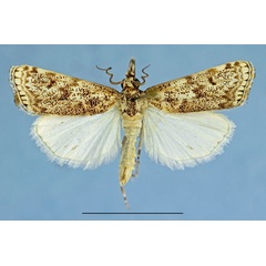 /filer/webapps/moths/media/images/G/ghanensis_Ancylogastra_HT_HNHM.jpg