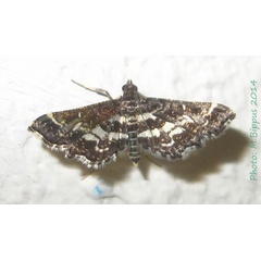 /filer/webapps/moths/media/images/R/ramburialis_Diasemiopsis_A_Bippus.jpg