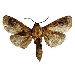 /filer/webapps/moths/media/images/C/cheick_Holcoceroides_HT_ZSM.jpg