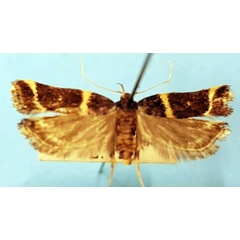 /filer/webapps/moths/media/images/D/discopuncta_Idiopteryx_AF_TMSA.jpg