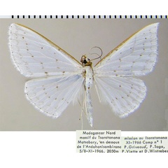 /filer/webapps/moths/media/images/P/puella_Derambila_AM_ZSM.jpg