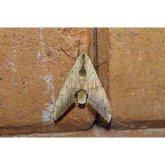 /filer/webapps/moths/media/images/O/occidentalis_Pseudoclanis_A_Voaden.jpg