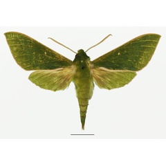 /filer/webapps/moths/media/images/E/ellisoni_Chaerocina_AM_Basquina.jpg