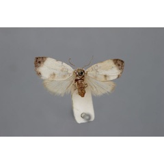 /filer/webapps/moths/media/images/A/apicalis_Nola_HT_BMNH.jpg