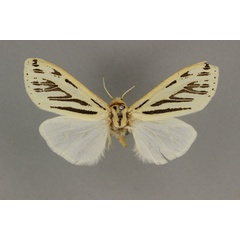 /filer/webapps/moths/media/images/N/nigrilinea_Paralpenus_HT_BMNH.jpg