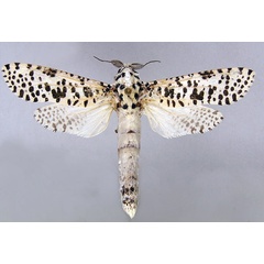 /filer/webapps/moths/media/images/L/leopardina_Azygophleps_A_MWM.jpg