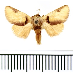 /filer/webapps/moths/media/images/A/afflata_Perola_A_BMNH_02.jpg