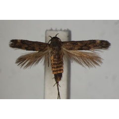 /filer/webapps/moths/media/images/M/monophaea_Eretmocera_HT_BMNH.jpg