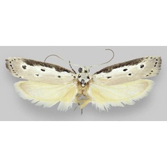 /filer/webapps/moths/media/images/F/fluviatilis_Ethmia_HT_NMNW.jpg