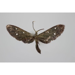 /filer/webapps/moths/media/images/T/tripunctata_Amata_HT_BMNH.jpg