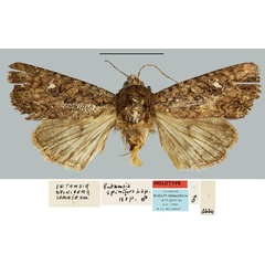 /filer/webapps/moths/media/images/S/spinifera_Eutamsia_HT_MNHN.jpg