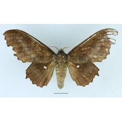 /filer/webapps/moths/media/images/T/tripunctata_Mimopacha_AF_Basquin_02.jpg