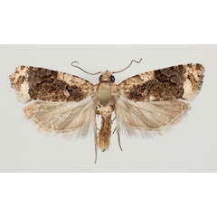/filer/webapps/moths/media/images/V/variegana_Paraeccopsis_AM_NHMO.jpg
