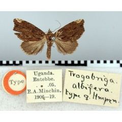 /filer/webapps/moths/media/images/A/albifera_Trogobriga_HT_BMNH.jpg
