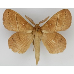 /filer/webapps/moths/media/images/R/rennei_Philotherma_AM_Basquin_01.jpg